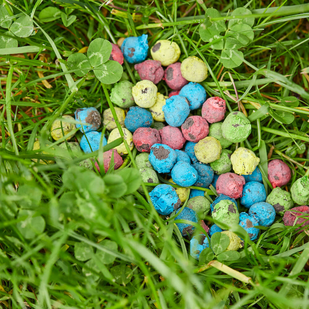 Blumenmurmeln - Bunt